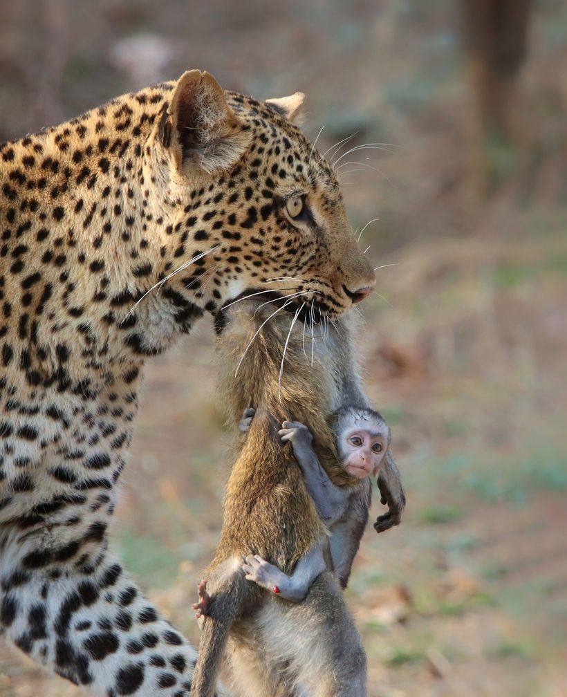 Un leopardo conocido como Olimba lleva el cadáver de un mono en el Parque Nacional South Luangwa en Zambia