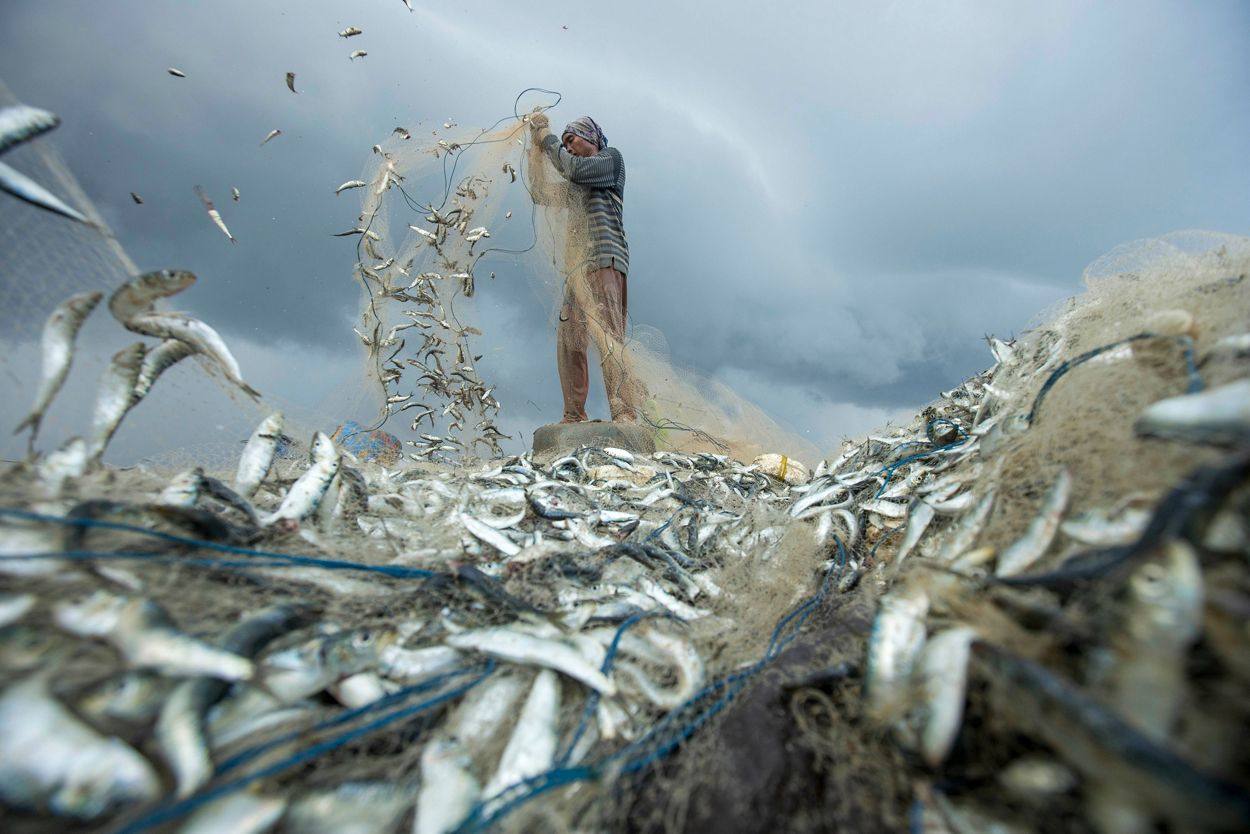 Actividades de clasificación de las capturas de los pescadores en el pueblo de Kedonganan, Bali