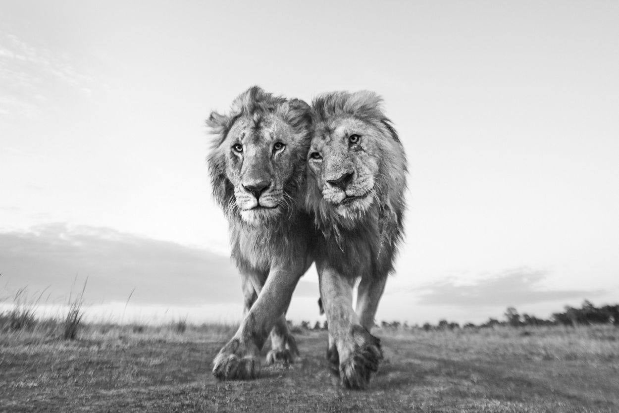 Maasai Mara, Kenia. El león de la derecha es claramente mayor que su joven compañero