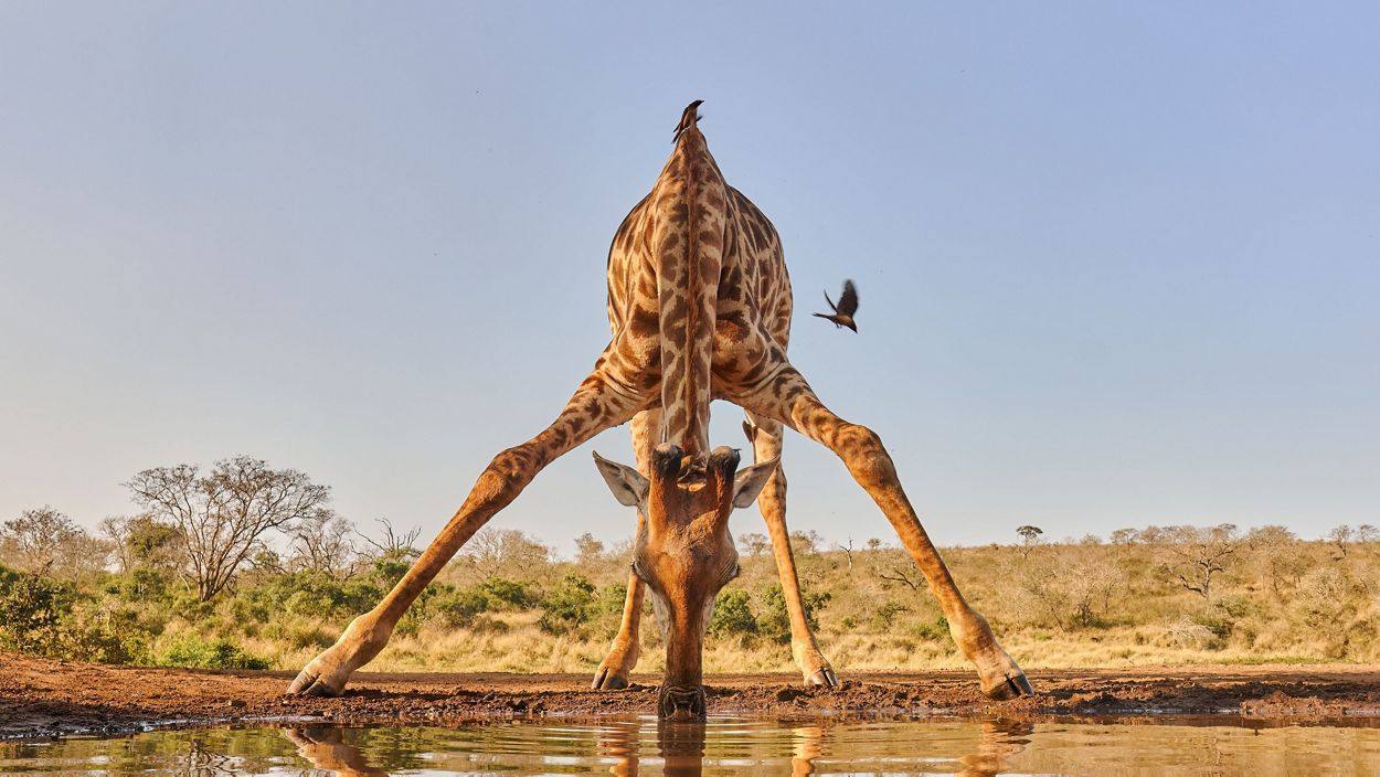 Toma en ángulo bajo de una jirafa bebiendo en un abrevadero en la reserva Privada de Caza de Zimanga, Sudáfrica.