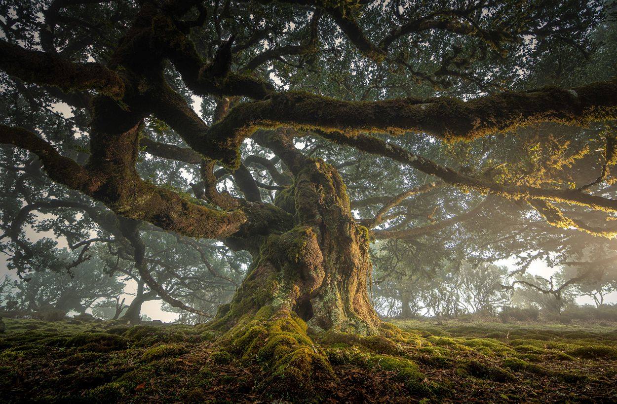 Un viejo árbol de la isla de Madeira