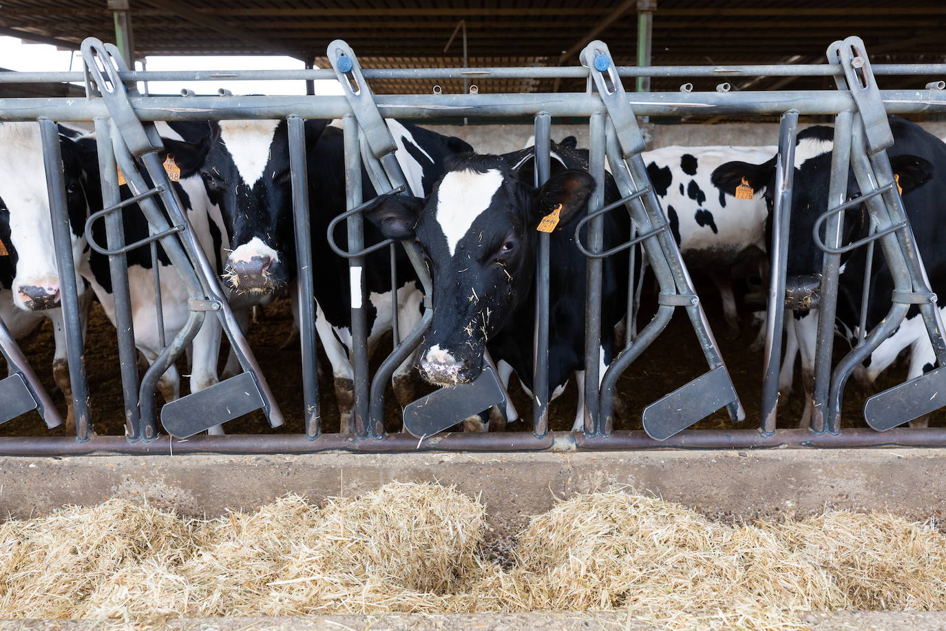 Imagen de unas vacas destinadas a la producción de leche. 