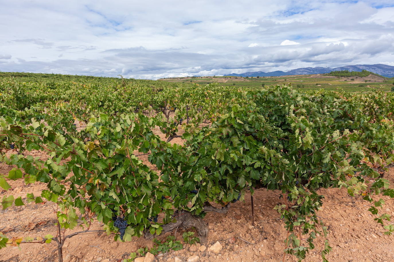 Viñedos en el término municipal de Oyón. 