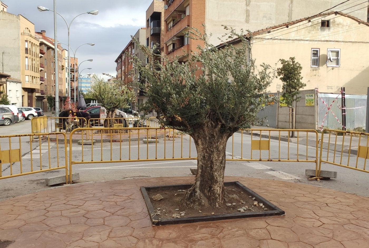 Nuevas isletas con olivos en la calle San Jerónimo Hermosilla. 