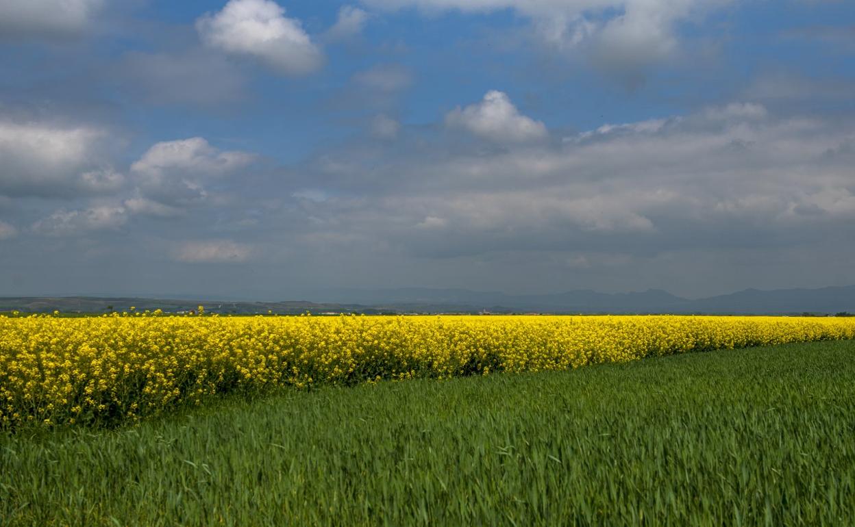 Panorámica de unos campos de cultivo en tierras riojanas. 