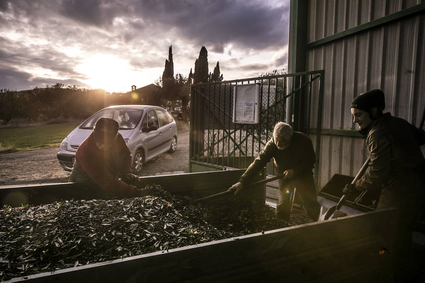 Fotos: Año de sombras para el olivar