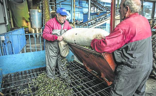 Dos operarios trabajan en el Trujal de Galilea.