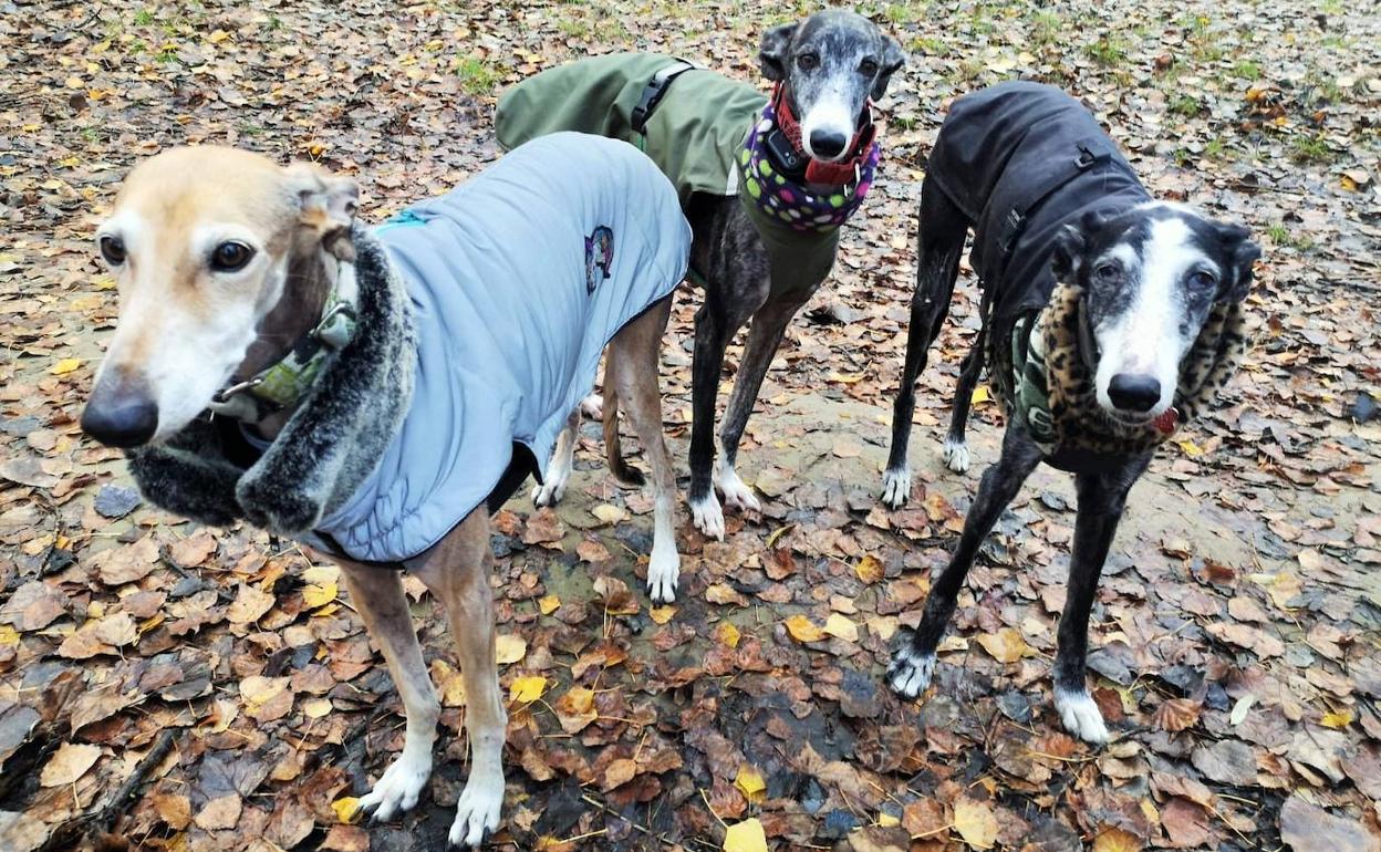 Telma, Bruna y Momo, tres galgos logroñses abrigados.