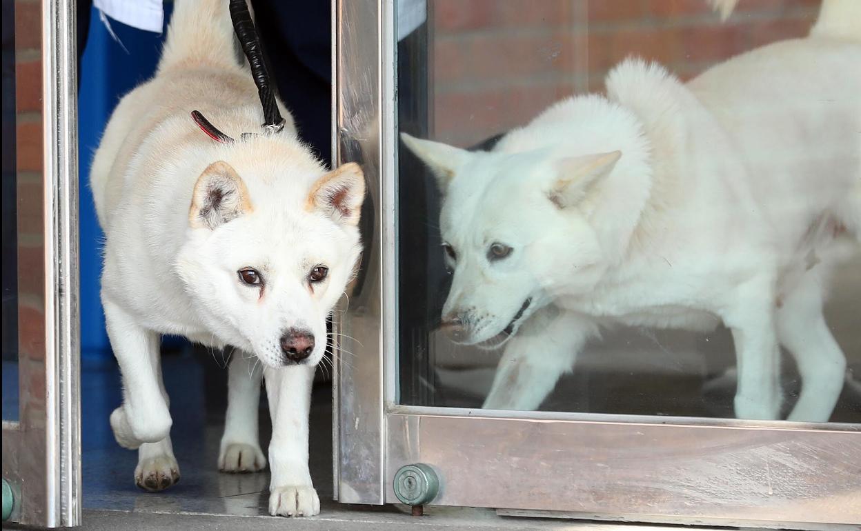 Gomi y Songgang, en sus nuevas dependencias en el zoológico de la ciudad de Gwangju.