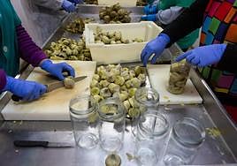 Mujeres trabajan en la conserva de alcachofa.
