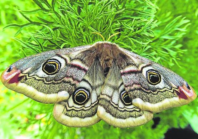 Saturnia pavonia.