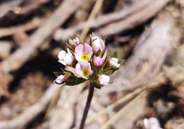 Androsela riojana fotografiada en la Sierra de la Demanda.