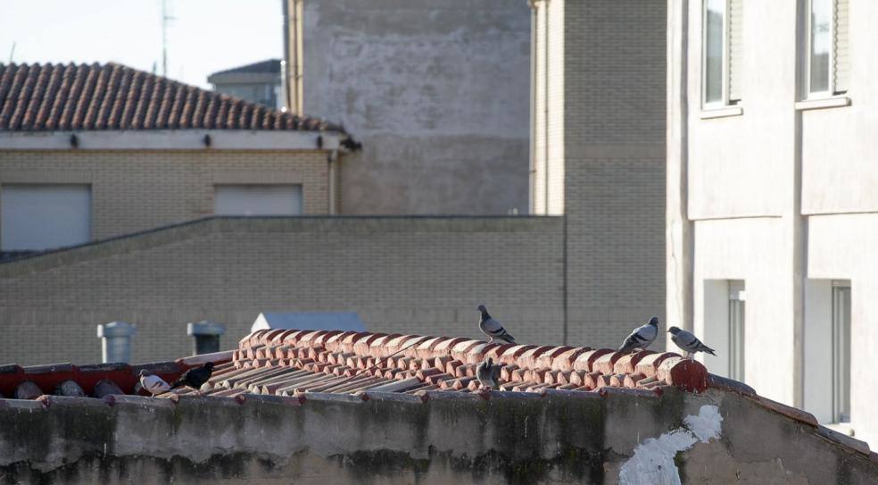 Desde las alturas. Palomas en un tejado del centro de Logroño.