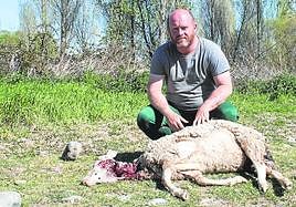 El dueño de la explotación, David Ceballos, posa junto a la oveja atacada por el lobo.