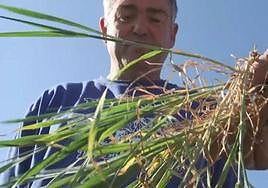 Los agricultores riojanos ante la sequía: «Damos por perdidos la mitad de los cultivos»