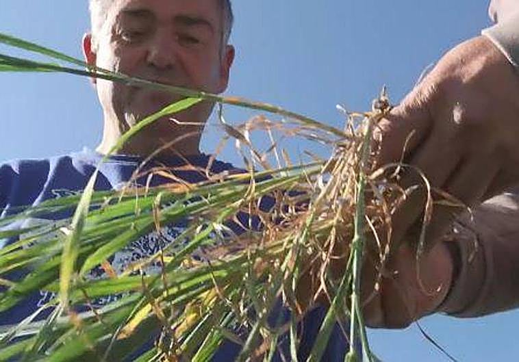 Los agricultores riojanos ante la sequía: «Damos por perdidos la mitad de los cultivos»