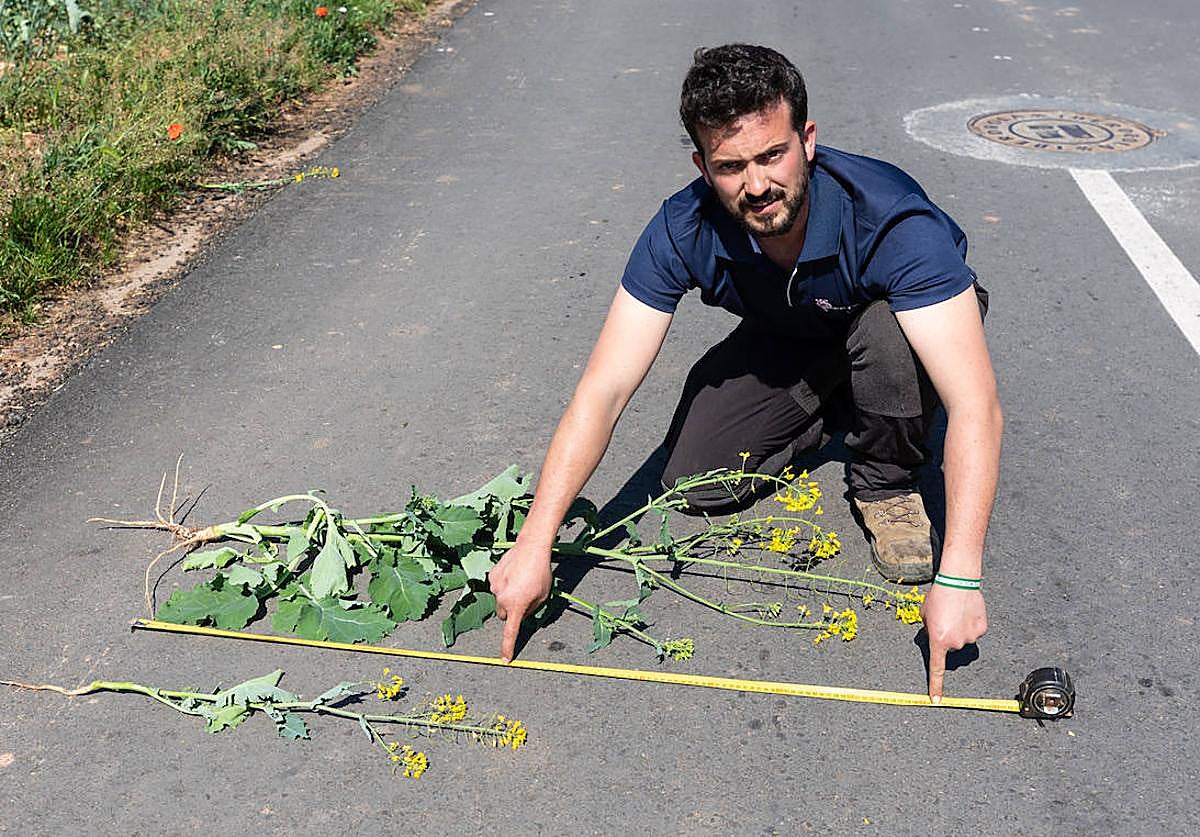 Sergio Hornillos, agricultor de Albelda, muestra el tamaño que debería tener la colza a estas alturas y cómo está.