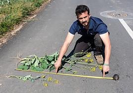 Sergio Hornillos, agricultor de Albelda, muestra el tamaño que debería tener la colza a estas alturas y cómo está.