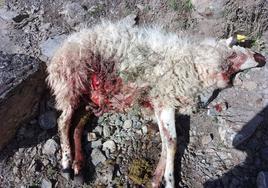 Nuevo ataque de lobo en Mansilla de la Sierra