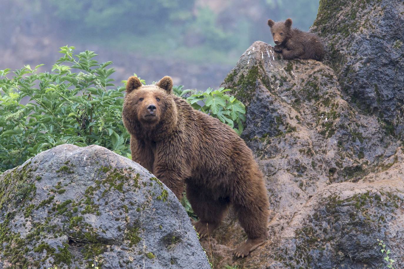 Una osa protege a su cría en un peñasco de Cabárceno