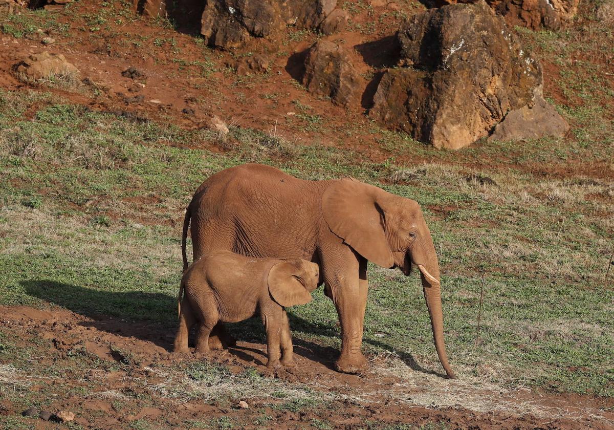 Los animales más grandes de Cabárceno