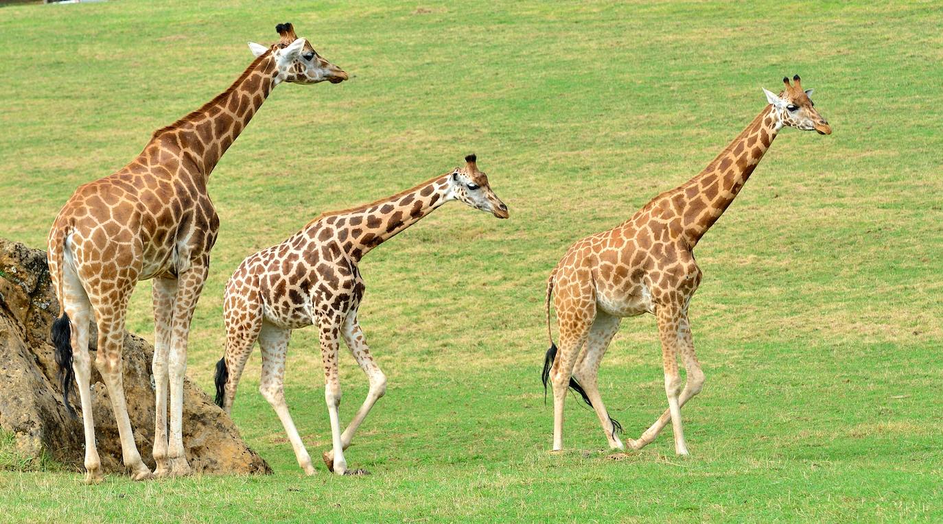 Sahira, Lluna y May, tres jirafas hermanas y de la especie Rothschild