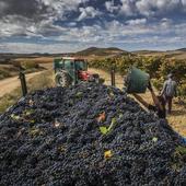 Decepción unánime del sector del vino por la «falta de compromiso» de Andreu