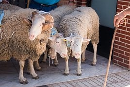 Imagen de archivo de los carneros del Santo, en un portal de Santo Domingo de la Calzada.