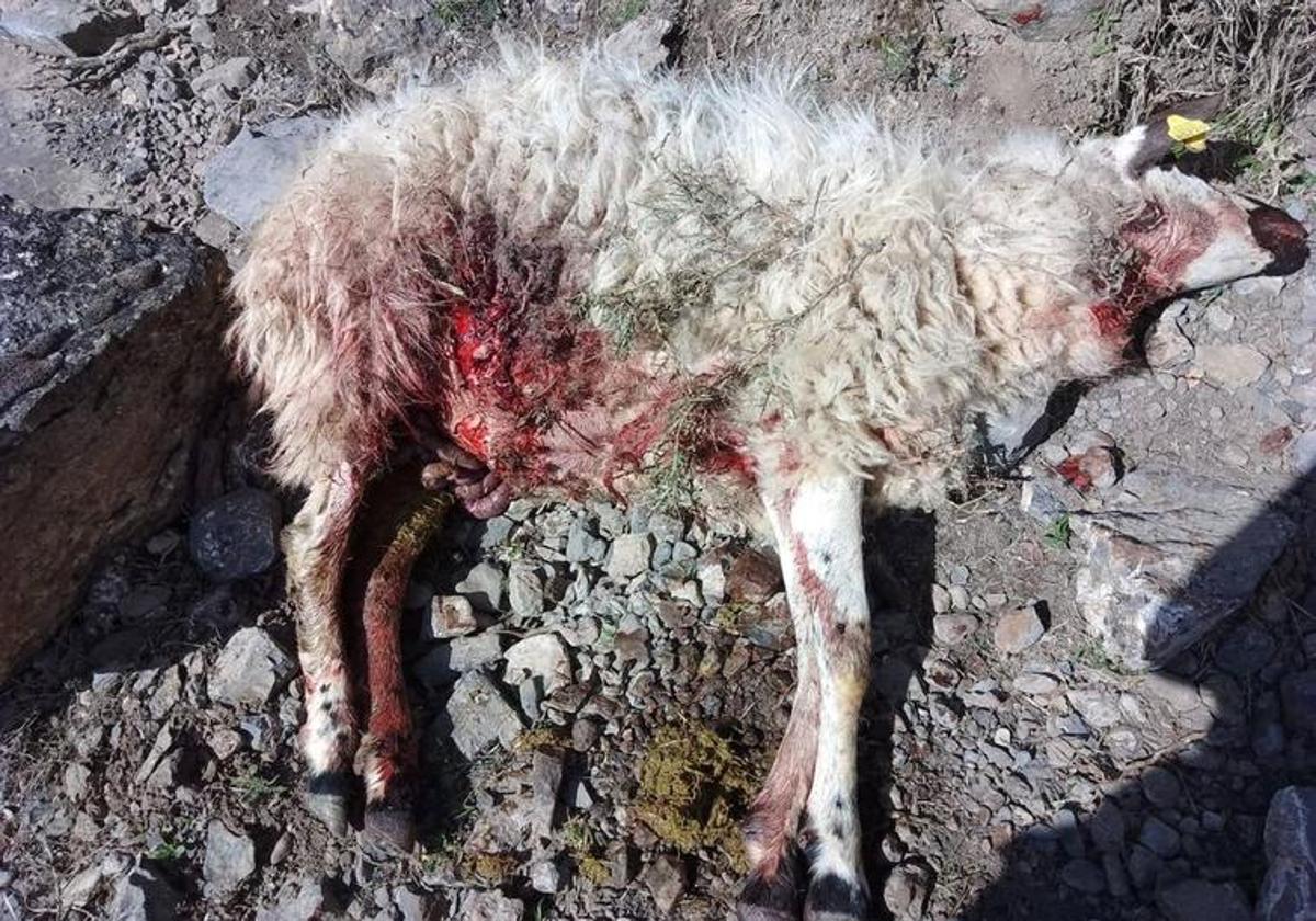 Uno de los últimos ataques de lobo en la sierra