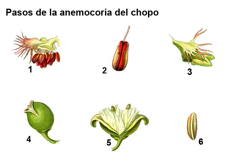 Proceso de reprodución en el que genera los vilanos