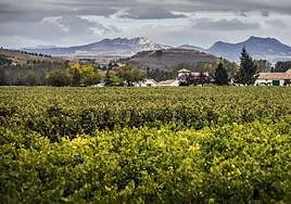 Alojamientos destinados al enoturismo en La Rioja.