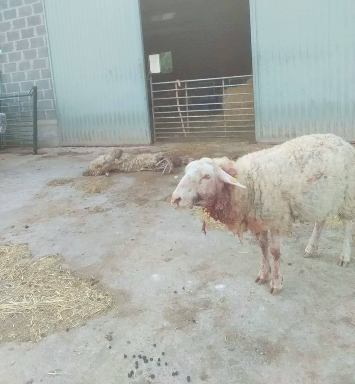 Las ovejas atacadas en Nieva de Cameros.