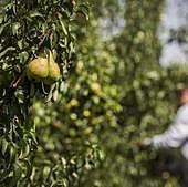 La cosecha de peras de Rincón en la zona del Iregua se perderá «en un 80% o en un 90%»