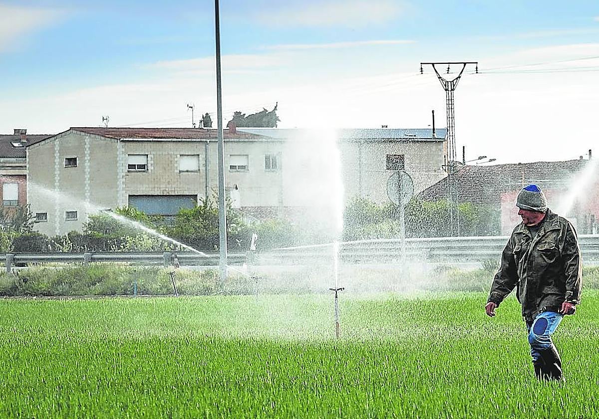 Un agricultor camina por campos de cereal en Casalarreina.