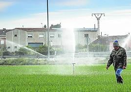 Un agricultor camina por campos de cereal en Casalarreina.