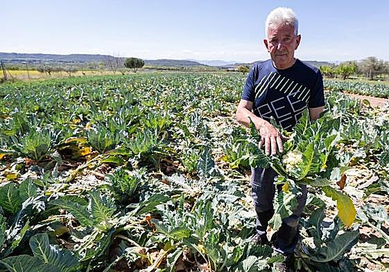 José Eguren, agricultor de Varea, muestra algunas de sus hortalizas dañadas por la sequía.