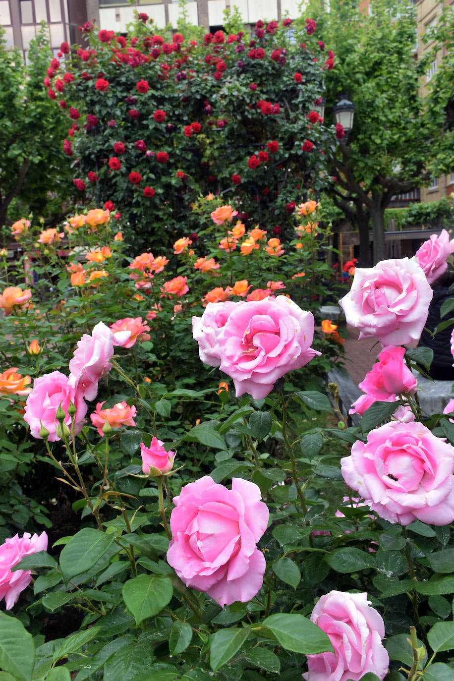 Estallido floral de los rosales de Logroño