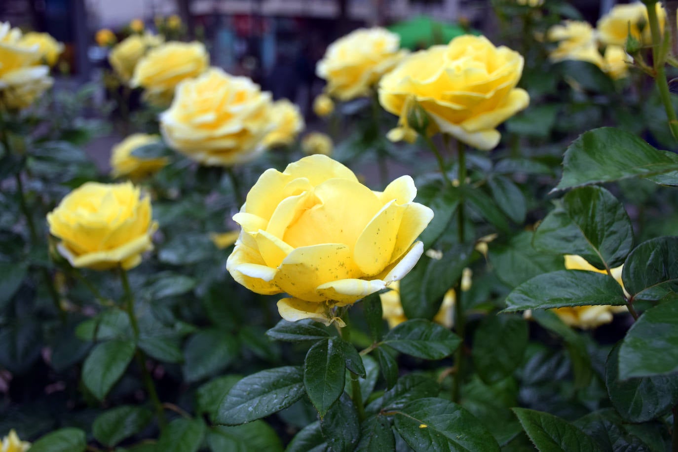 Estallido floral de los rosales de Logroño