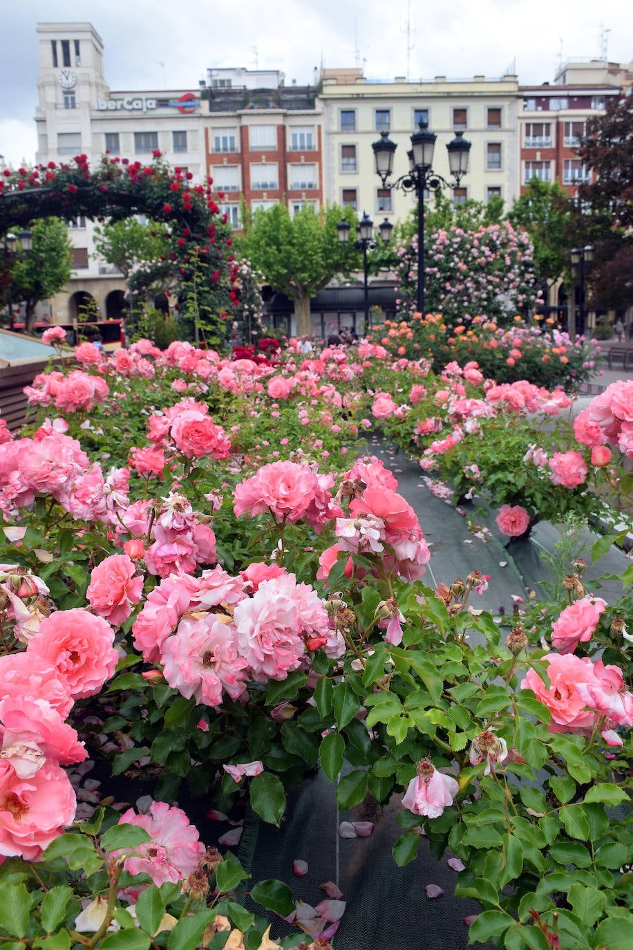 Estallido floral de los rosales de Logroño