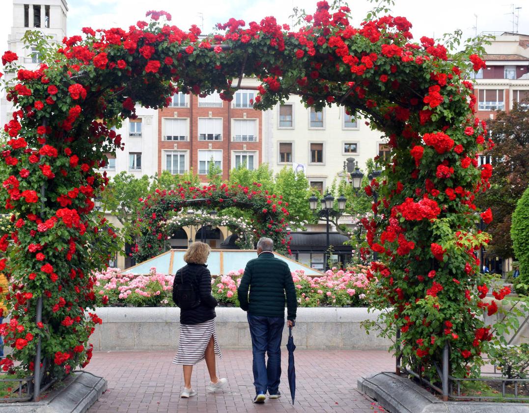 Estallido floral de los rosales de Logroño