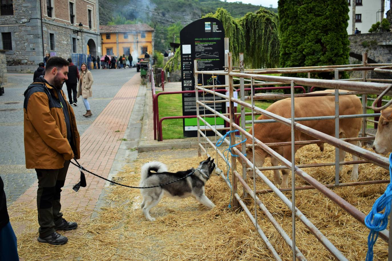 VI Feria del Ganado Selecto del Camero Viejo