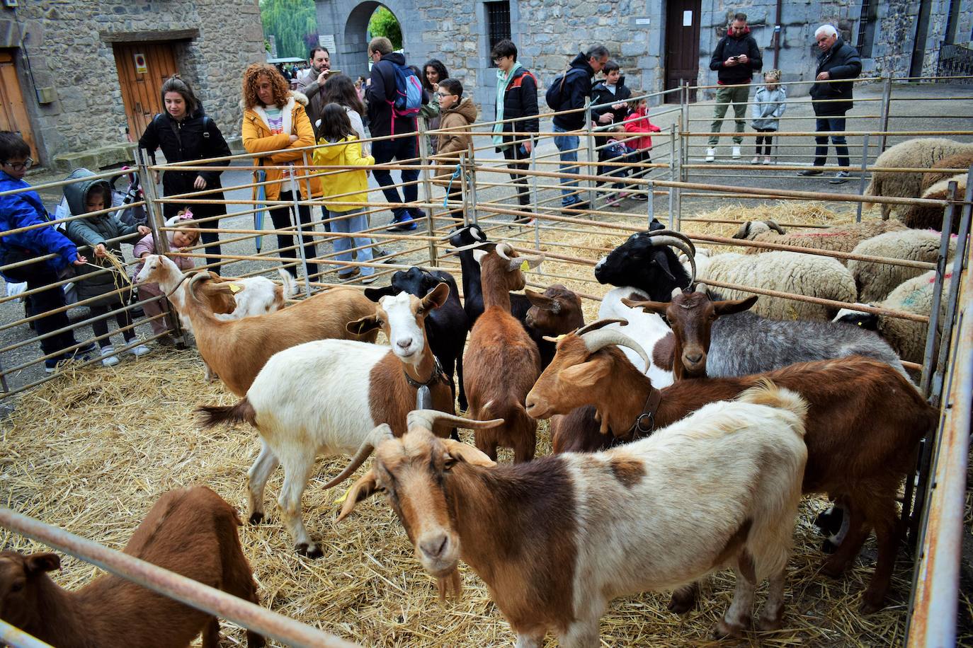 VI Feria del Ganado Selecto del Camero Viejo