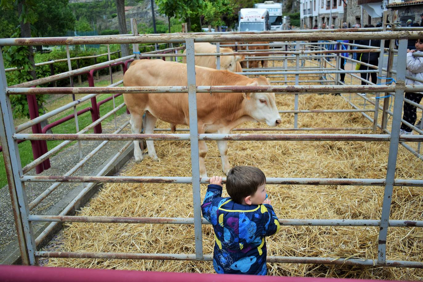 VI Feria del Ganado Selecto del Camero Viejo