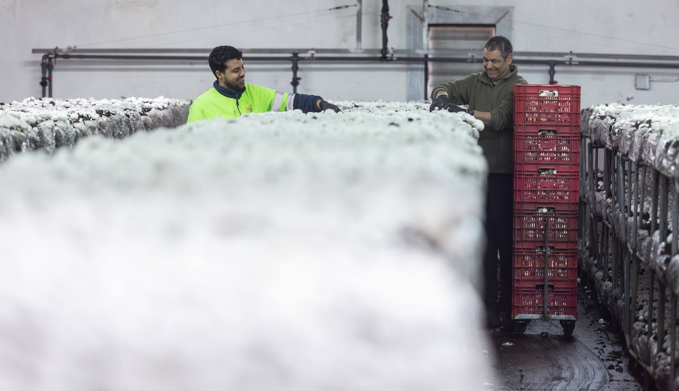 La sequía afecta al sector del champiñón