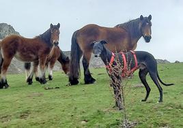 Caballos y un perro, en las Peñas de Tobía.