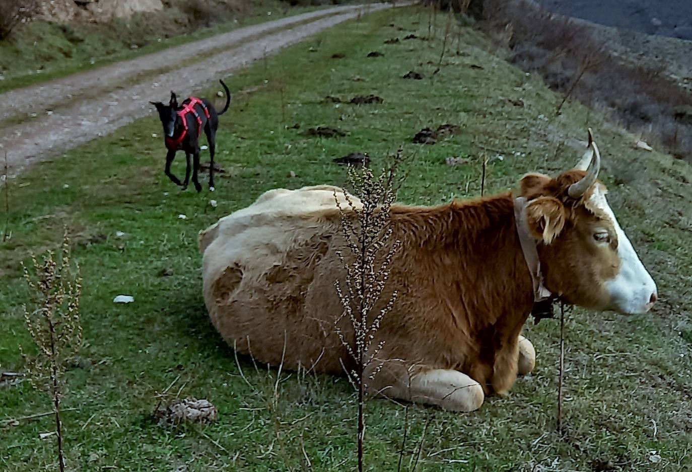 Un perro se acerca a una vaca.