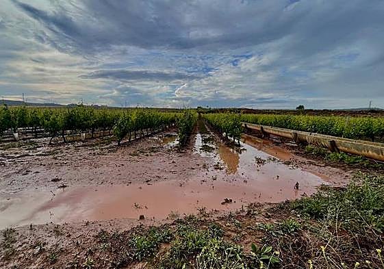 El agua acumulada en unas viñas de Azofra en la tarde de este lunes.