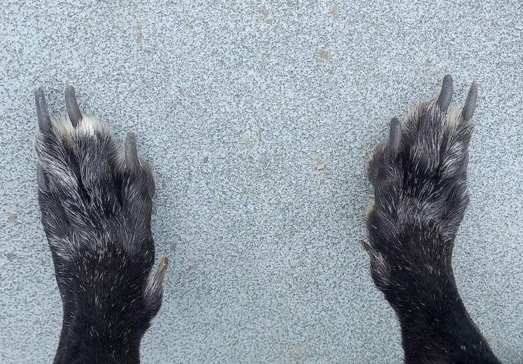 Las patas de un perro vistas desde arriba.