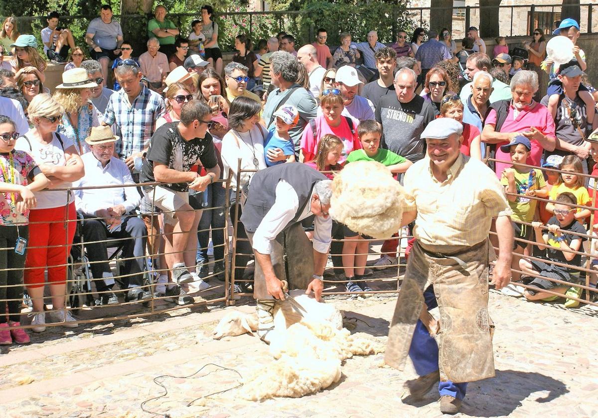 El público disfruta de la exhibición de esquileo en la fiesta de la trashumancia del pasado año.