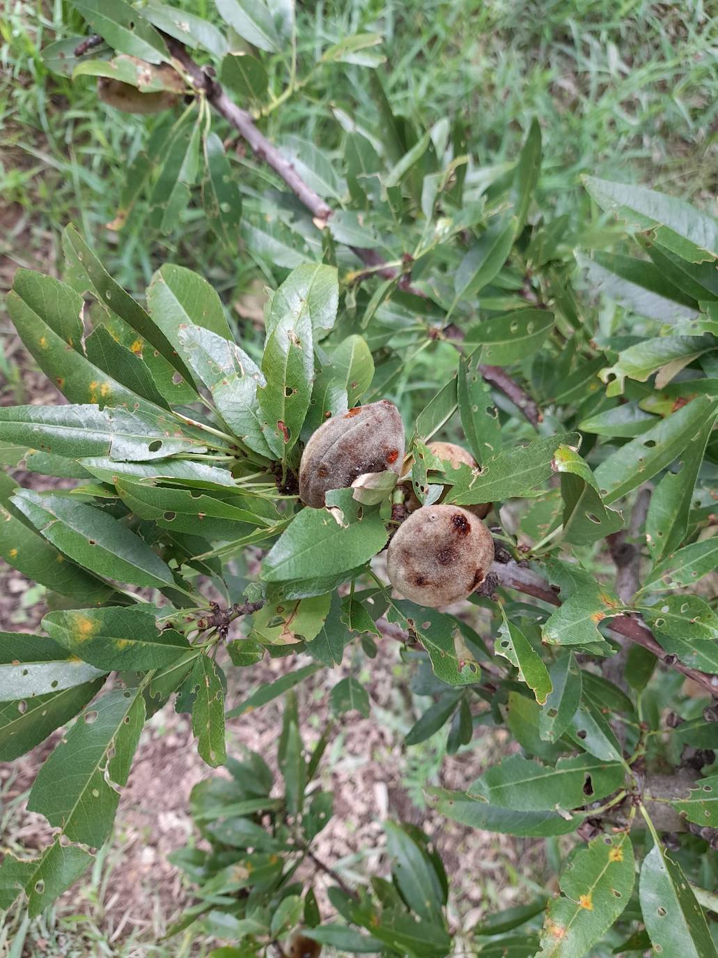 Almendra golpeada por el granizo en Rincón de Soto.
